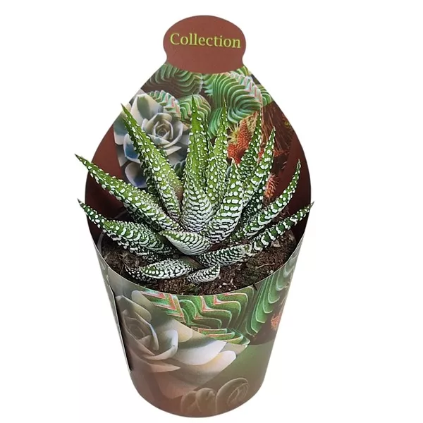 Haworthia Royal Alber (Haworthia fasciata) v črepníku ø 6,5 cm