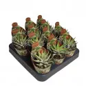 Haworthia Royal Alber (Haworthia fasciata) v črepníku ø 6,5 cm