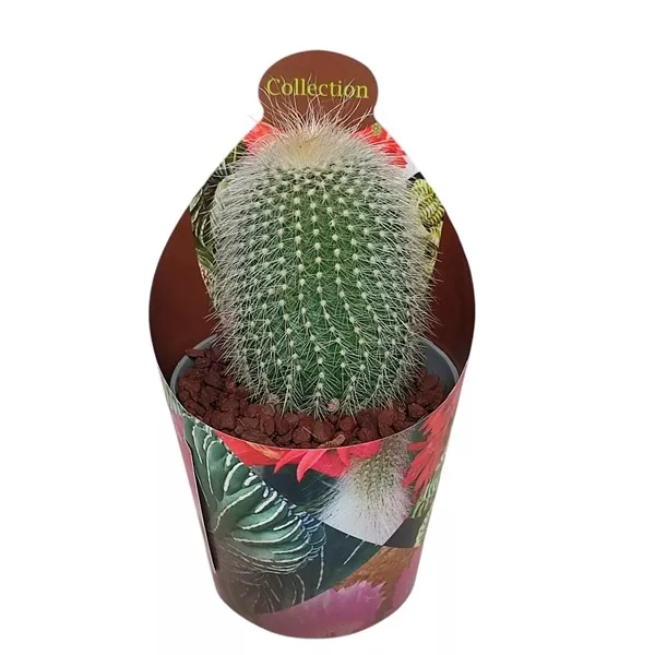 Kaktusy (Notocactus leninghausii albispinus) v črepníku ø 6,5 cm