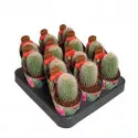 Kaktusy (Notocactus leninghausii albispinus) v črepníku ø 6,5 cm
