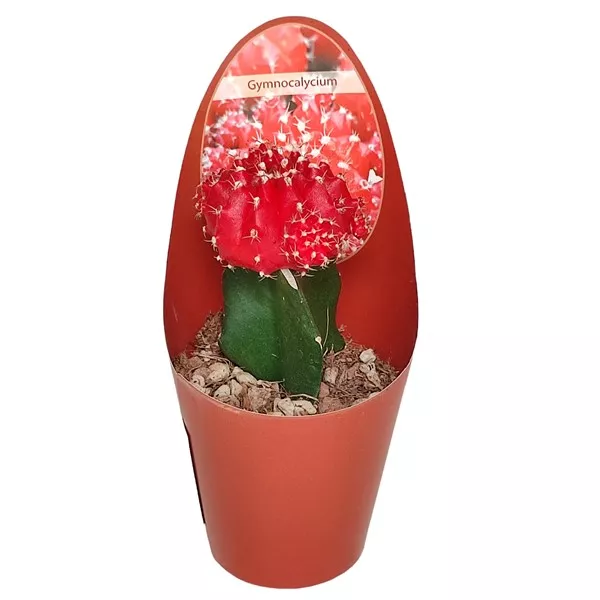 Kaktusy červený (Gymnocalycium) v črepníku ø 6,5 cm
