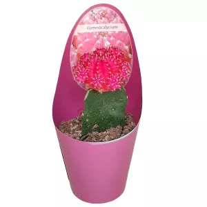 Kaktusy fuchsia (Gymnocalycium) v črepníku ø 6,5 cm
