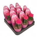 Kaktusy fuchsia (Gymnocalycium) v črepníku ø 6,5 cm