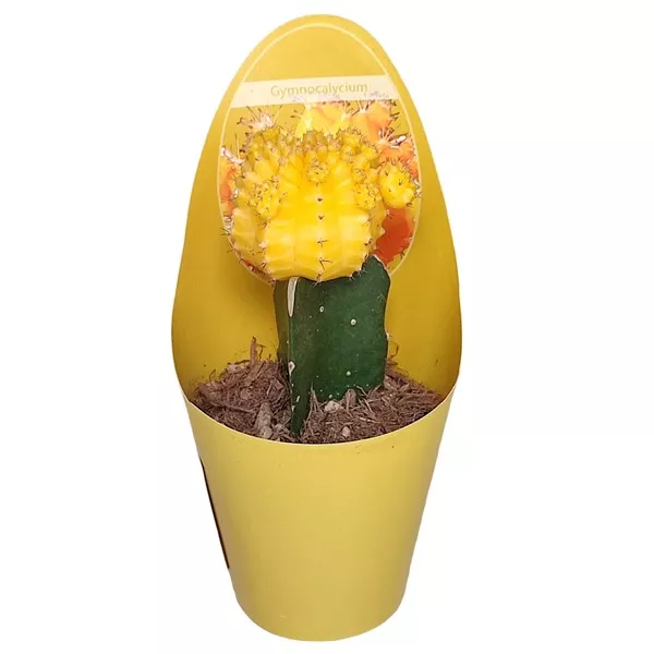 Kaktusy žltý (Gymnocalycium) v črepníku ø 6,5 cm