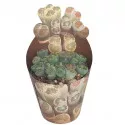 Lithops (Lithops) v črepníku ø 6,5 cm