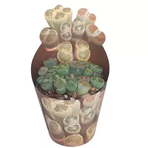 Lithops (Lithops) v črepníku ø 6,5 cm
