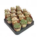 Lithops (Lithops) v črepníku ø 6,5 cm