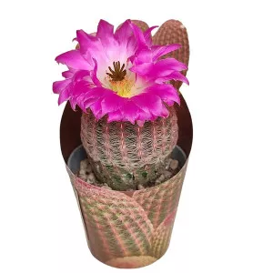 Kaktusy (Echinocereus rigidissimus rubrispinus) v črepníku ø 6,5 cm