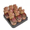 Kaktusy (Echinocereus rigidissimus rubrispinus) v črepníku ø 6,5 cm