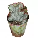 Kaktusy White Ghost (Euphorbia lactea crestata) v črepníku ø 6,5 cm