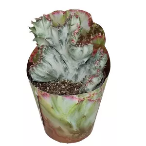 Kaktusy White Ghost (Euphorbia lactea crestata) v črepníku ø 6,5 cm