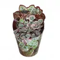 Ceropegia (Ceropegia woodii) v črepníku ø 6,5 cm