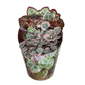 Ceropegia (Ceropegia woodii) v črepníku ø 6,5 cm