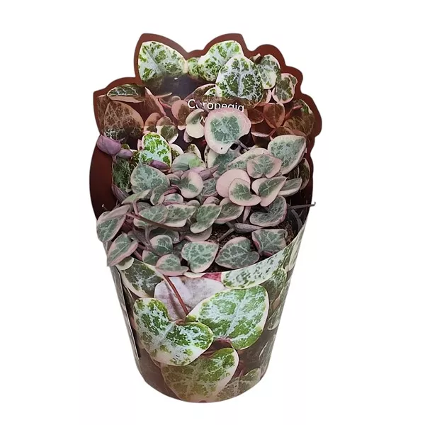 Ceropegia (Ceropegia woodii) v črepníku ø 6,5 cm