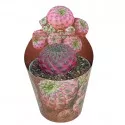 Kaktusy (Sulcorebutia rauschii violacidermis) v črepníku ø 6,5 cm