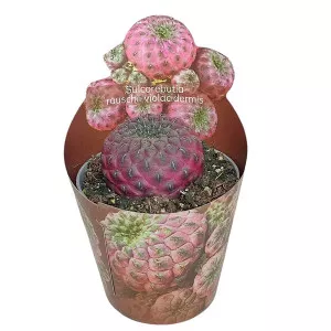 Kaktusy (Sulcorebutia rauschii violacidermis) v črepníku ø 6,5 cm