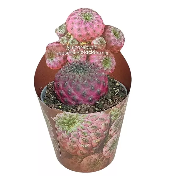 Kaktusy (Sulcorebutia rauschii violacidermis) v črepníku ø 6,5 cm
