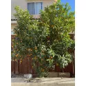 Kumkvat (Citrus japonica)