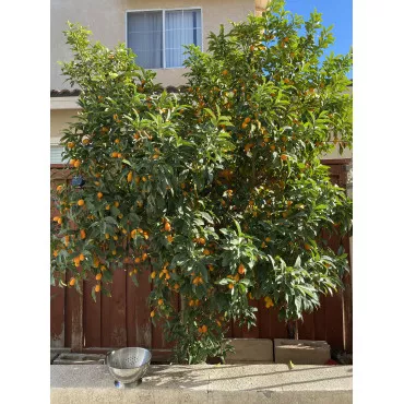 Kumkvat (Citrus japonica)