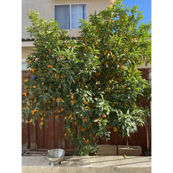 Kumkvat (Citrus japonica)