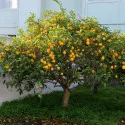 Citrón (Citrus limon)
