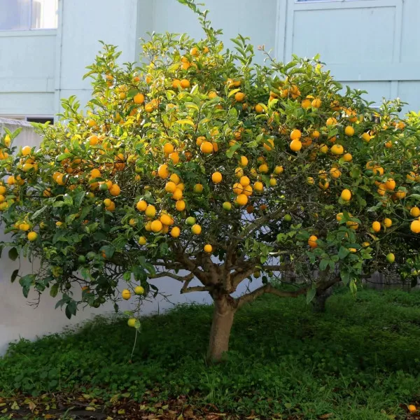 Citrón (Citrus limon)