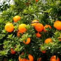 Horký pomaranč (Citrus x aurantium)