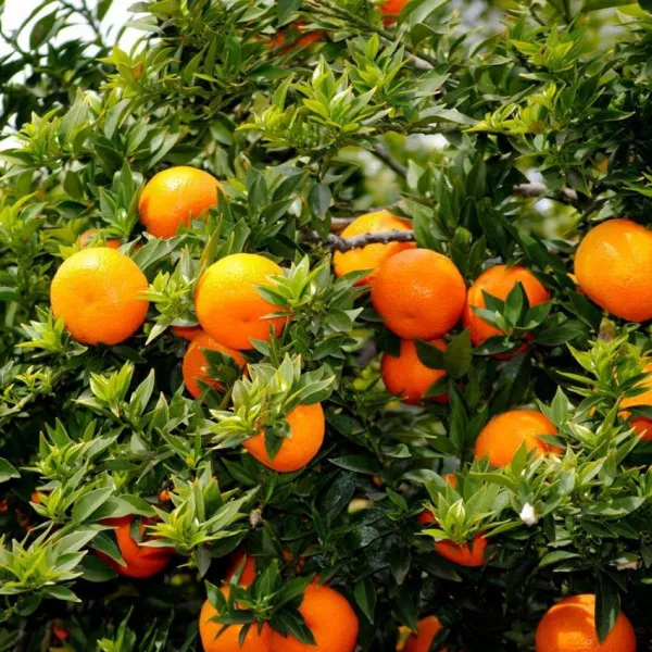 Horký pomaranč (Citrus x aurantium)