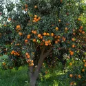 Klementínka (Citrus x clementina)