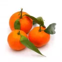Klementínka (Citrus x clementina)
