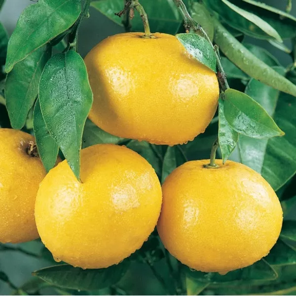 Grapefruit (Citrus x paradisi)