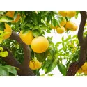 Grapefruit (Citrus x paradisi)