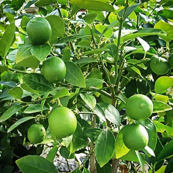 Zelený citrón (Citrus x aurantiifolia)