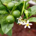 Zelený citrón (Citrus x aurantiifolia)