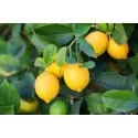 Citrón (Citrus limon)