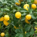 Citrón (Citrus limon)