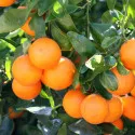 Mandarínka (Citrus reticulata)