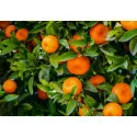 Mandarínka (Citrus reticulata)