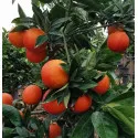 Červený pomaranč (Citrus x sinensis Blood orange)