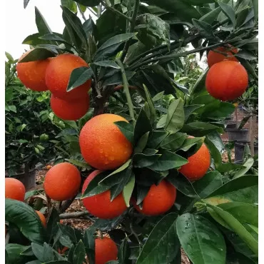 Červený pomaranč (Citrus x sinensis Blood orange)