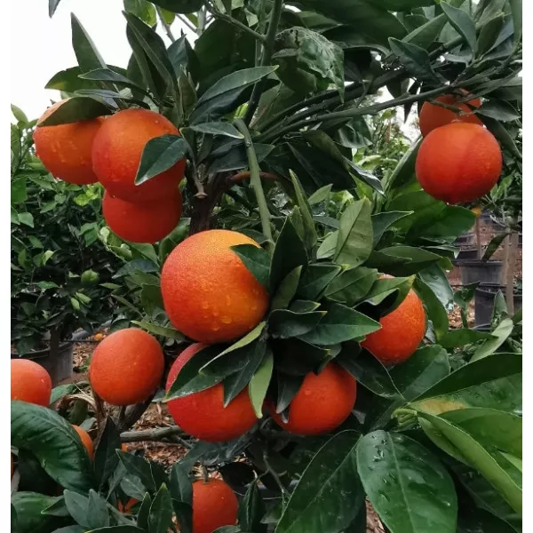 Červený pomaranč (Citrus x sinensis Blood orange)