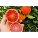 Červený pomaranč (Citrus x sinensis Blood orange)