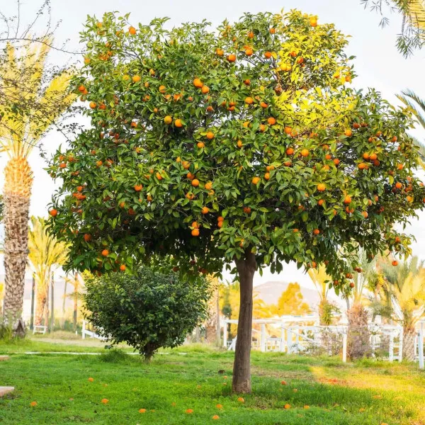 Pomarančovník (Citrus sinensis)