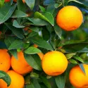 Pomarančovník (Citrus sinensis)