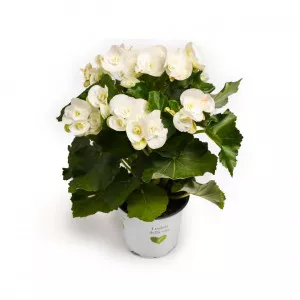 Begónia semperflorens Étoile Blanche, biela ®