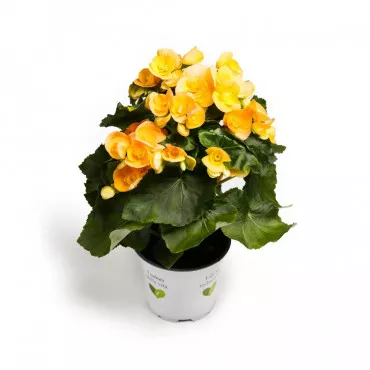 Begónia semperflorens Soleil d’Or, žoltá ®