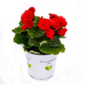 Begónia semperflorens Rouge Royale, červená ®
