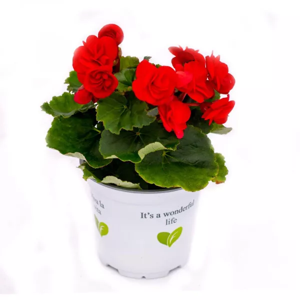 Begónia semperflorens Rouge Royale, červená ®