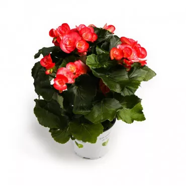 Begónia semperflorens Éclat Rosé, ružová ®