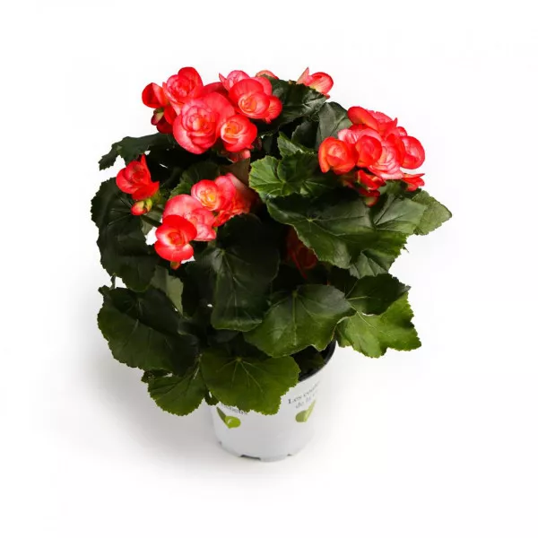 Begónia semperflorens Éclat Rosé, ružová ®